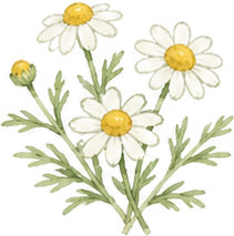 カモミールの花のイラスト