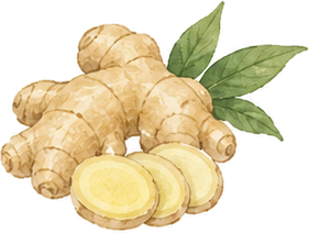 生姜のイラスト